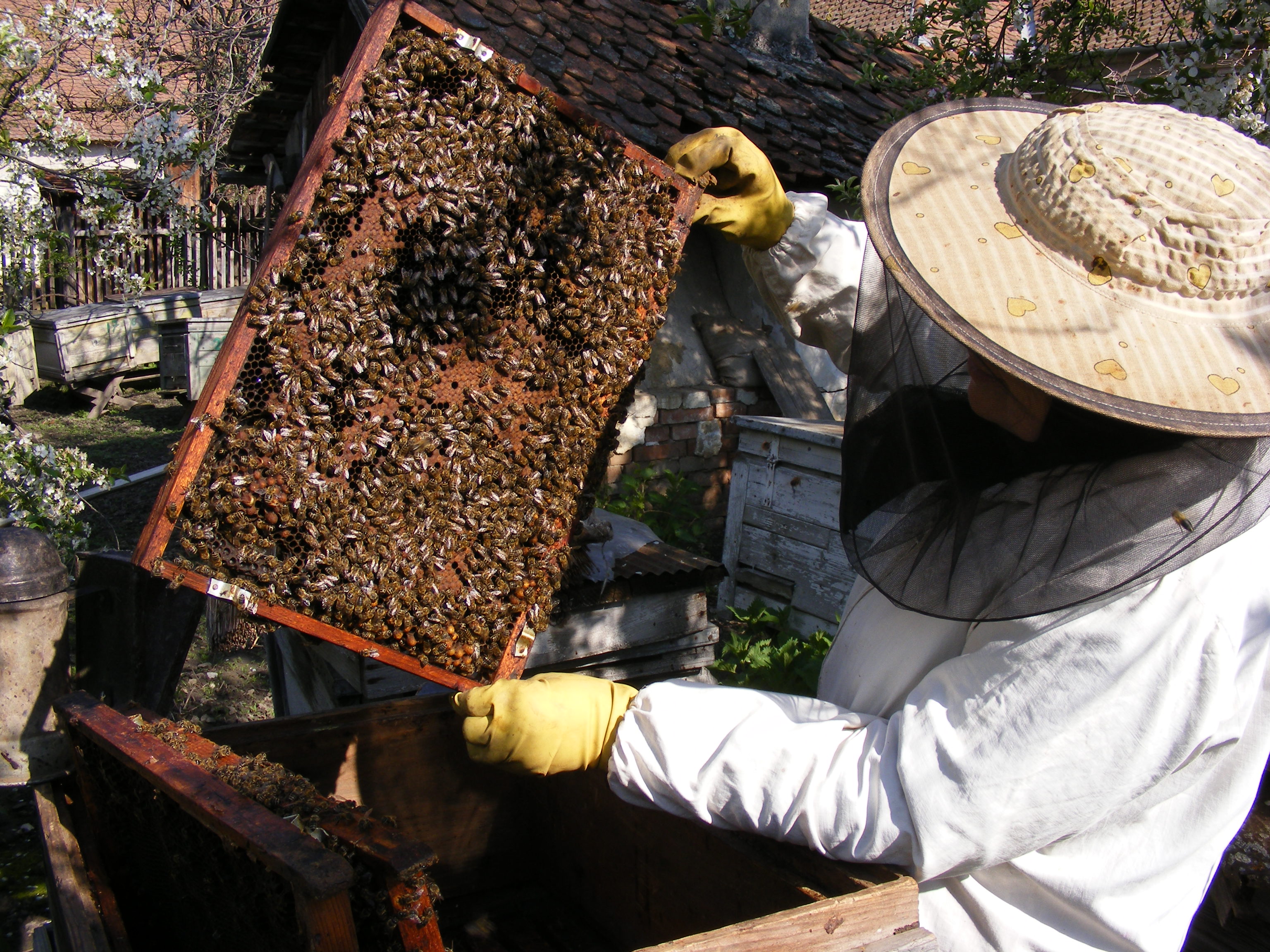 360 de ore dedicate apiculturii