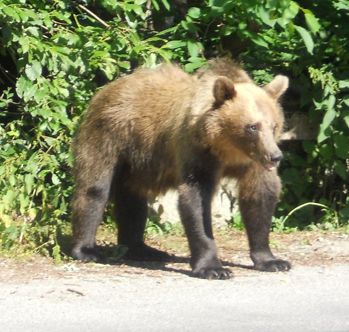 Se solicită eliminarea urşilor care atacă oameni sau provoacă daune materiale