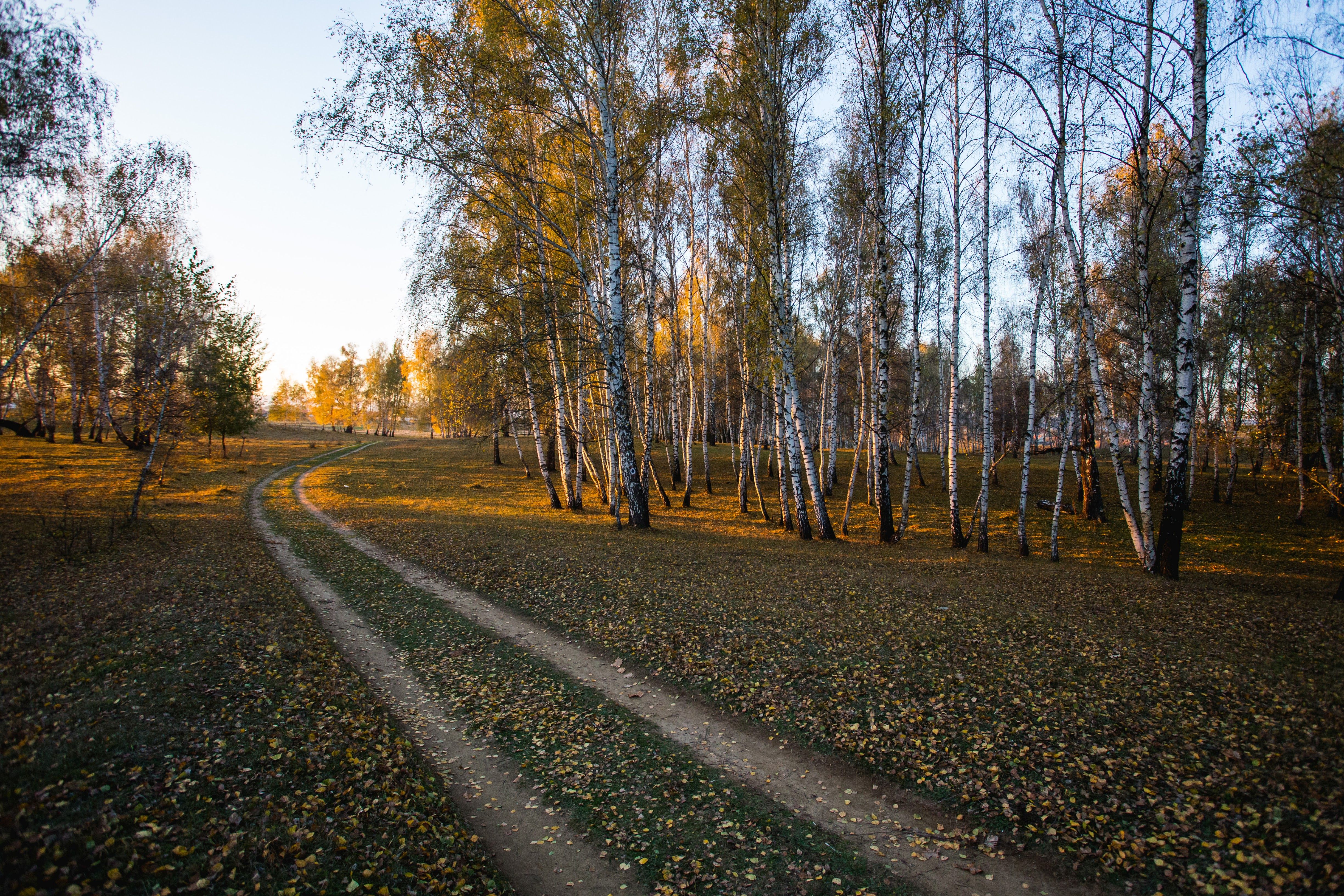 Se planifică reconstrucția ecologică de restabilire a nivelului freatic din Mestecănișul de la Reci